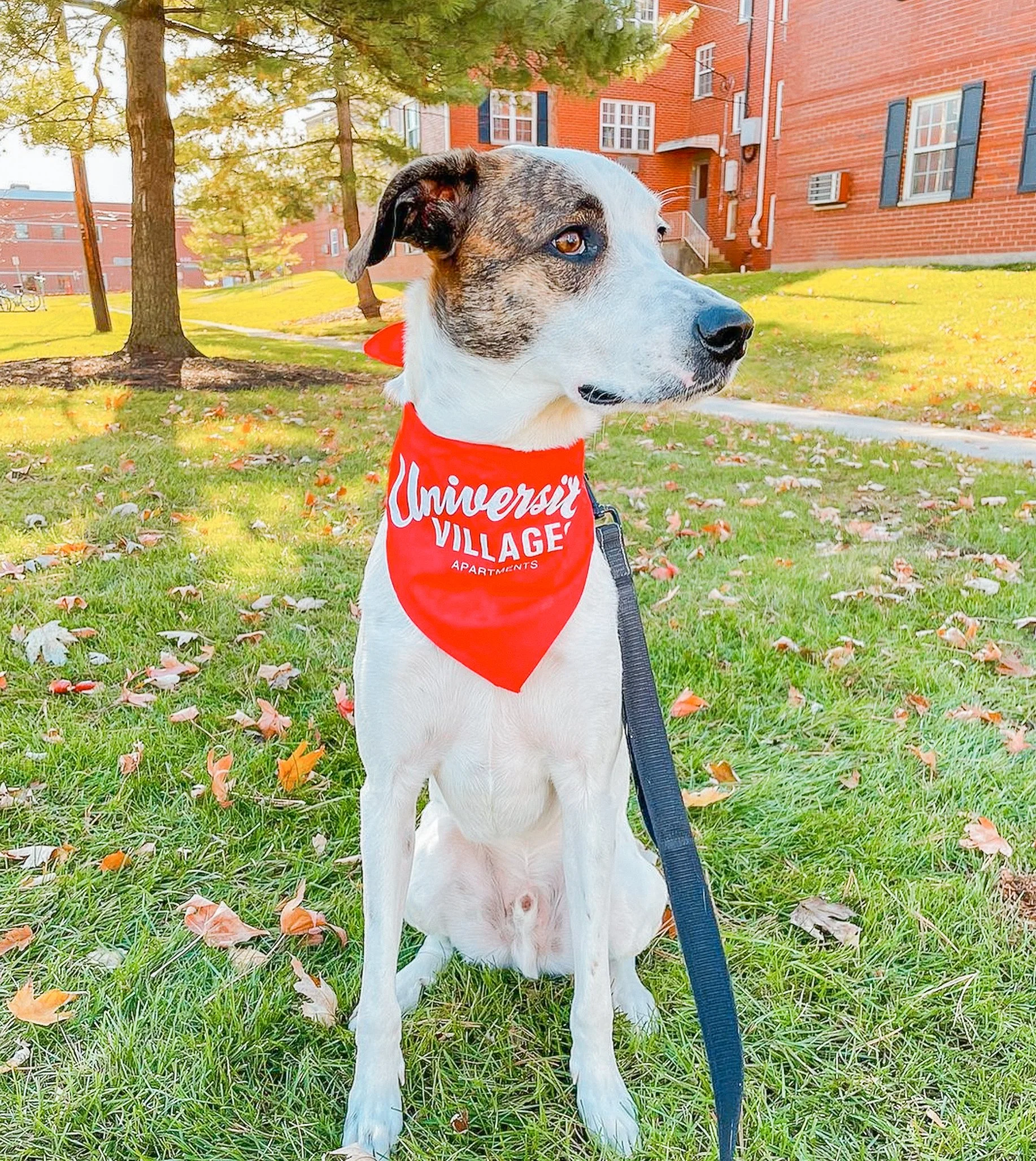 University Village Apartments Near Ohio State University